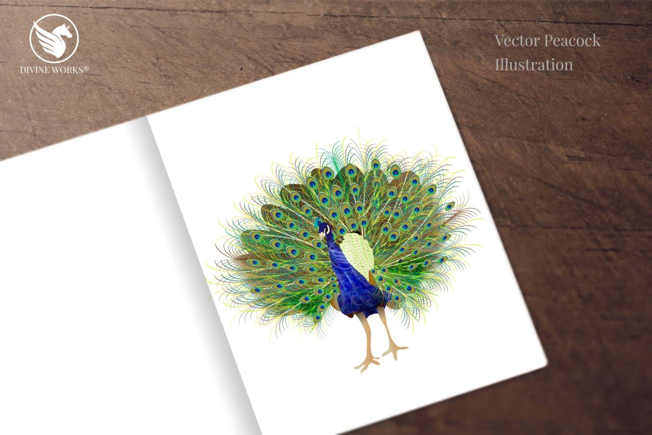 Peacock - digital vector illustration