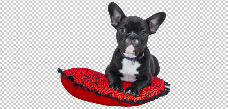 Download Free Transparent Bulldog Png by Divine Works