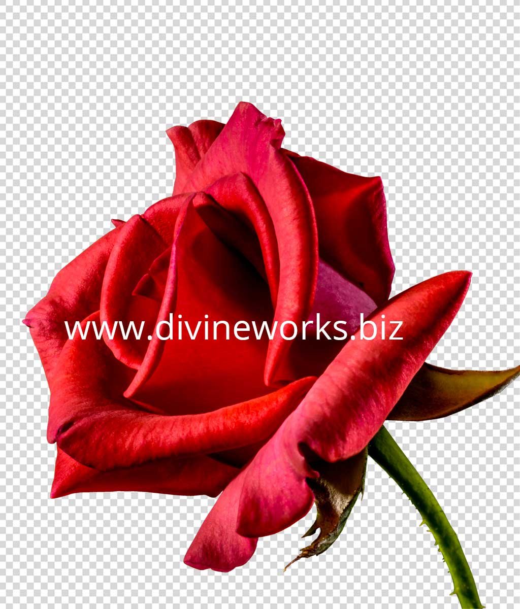 Transparent Red Rose Png - Transparent Red Rose Png