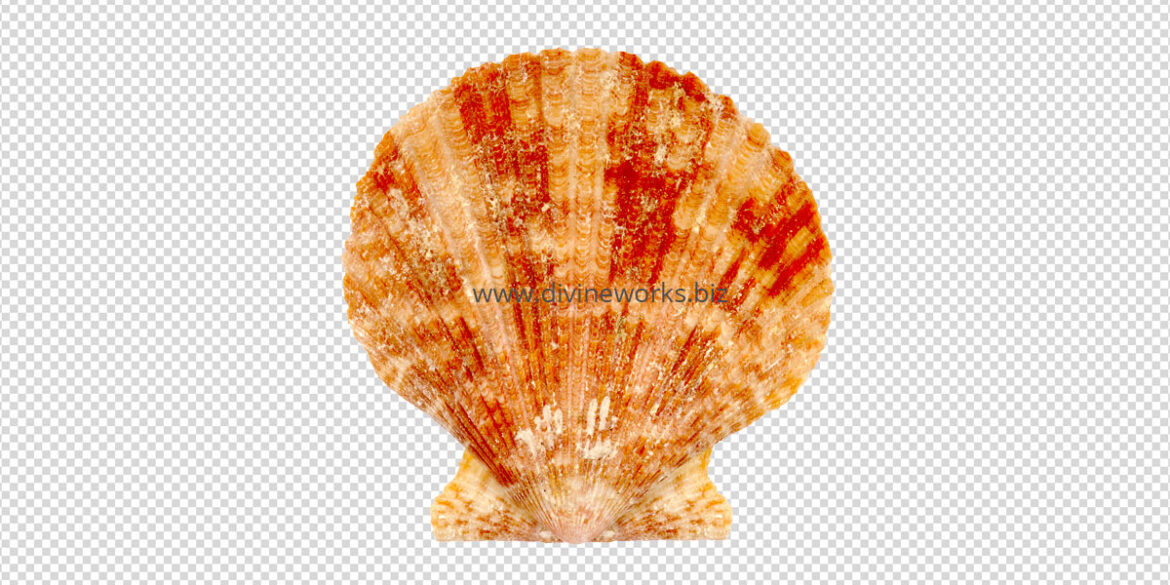 Free Sea Shell Png Image Download